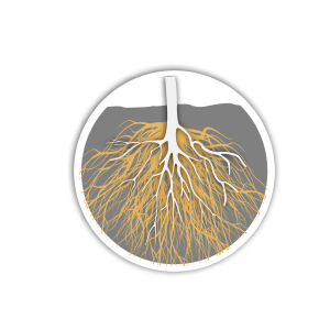 STIMULATORS FOR ROOT AND GROW 