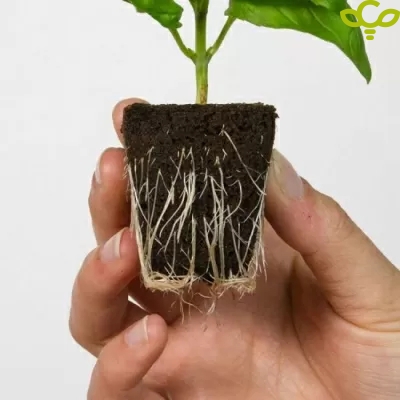 ROOT!T blloqe kokosi – 60 copë në paketim